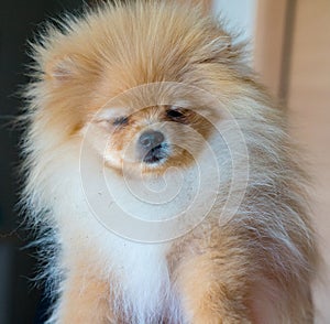 Pumeranian dog portrait at home photo