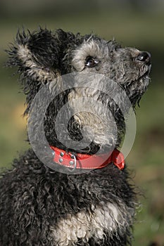 Pumi