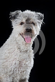 Pumi dog on black background