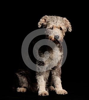 Pumi breed of dog is sitting on a black background