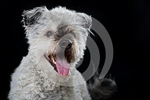 Pumi dog on black background