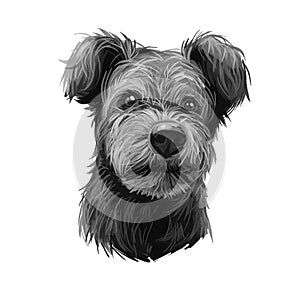 Pumi dog portrait isolated on white. Digital art illustration of hand drawn dog for web, t-shirt print and puppy food cover design