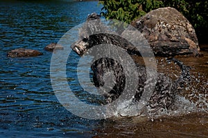 Pumi dog swimming in the water