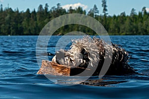 Pumi dog swimming in the water
