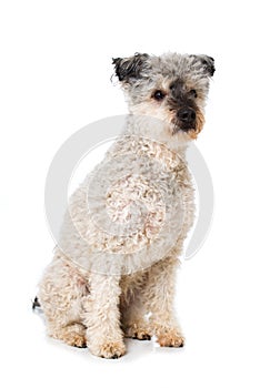 Pumi dog on white background