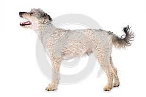 Pumi dog on white background