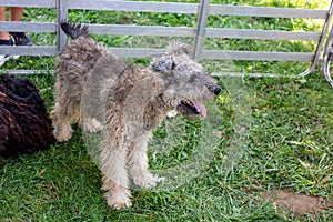 Pumi medium-small breed of sheep dog from Hungary