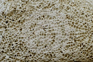 Pumice stone background texture