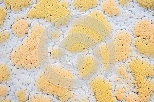 pumice stone porous texture