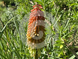 Pumilan torch Flower / Kniphofia pumila / Dwarf Poker Plant, Dwarf Red Hot Poker, Tritoma, Torch lily, Kleine Fackellilie photo