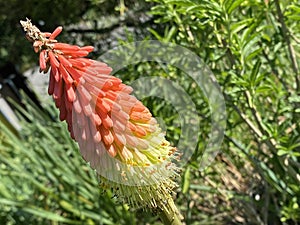 Pumilan torch Flower / Kniphofia pumila / Dwarf Poker Plant, Dwarf Red Hot Poker, Tritoma, Torch lily, Kleine Fackellilie photo