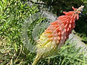 Pumilan torch Flower / Kniphofia pumila / Dwarf Poker Plant, Dwarf Red Hot Poker, Tritoma, Torch lily, Kleine Fackellilie photo