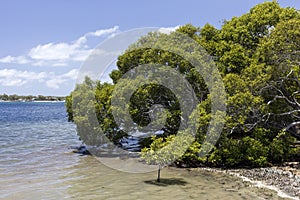 Pumiscetone Passage Mangroves