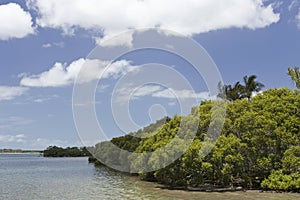 Pumiscetone Passage Mangroves