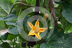 Pumkin flower with pumpkin plant
