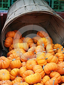 Pumkin Halloween Thanksgiving photo