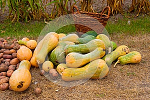 Pumkin harvest