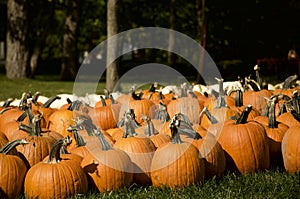 A Pumkin Patch of Orange and White Pumpkins