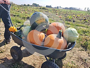 Pumkins, squash and cabbage autumn harvest in wheelbarrow fall season in field. October crop. photo