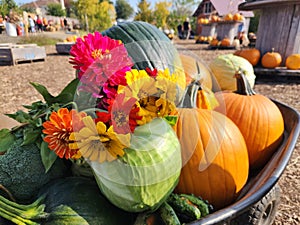 Pumkins, zinnias flowers, squash and cabbage autumn harvest in wheelbarrow fall season in farm. October crop.