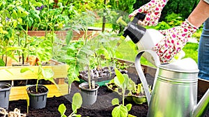 Pump action pressure sprayer in the hands of a gardener in gloves. A farmer sprays vegetable seedlings in a raised bed garden.