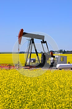 Pump jack in canola field