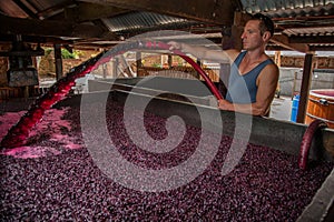 Pumping over fermenting grapes in Barossa Valley winery