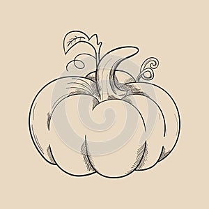 Pumpkin drwaing design vector