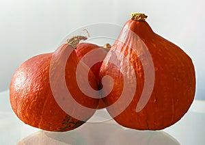 Pumpkin against light glassn background for copy space