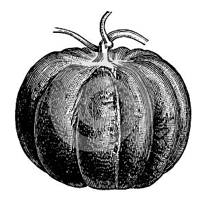 Pumpkin | Antique Design Illustrations