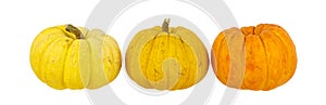 Pumpkin arrange in row isolated on white