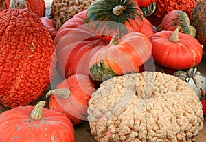 A Pumpkin assortment, including the Peanut Pumpkin. photo