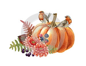 Pumpkin autumn arrangement with birds. Watercolor illustration. Hand drawn rustic festive decor. Robin birds on pumpkin