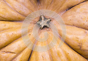 Pumpkin at autumn harvest festival. background, vegetables