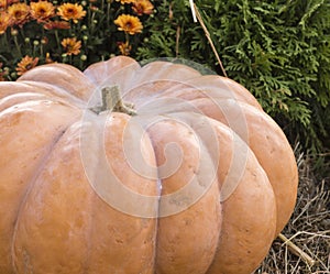 Pumpkin at autumn harvest festival. background, vegetables