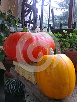 Pumpkin autumn harvest vegetables - two big red pumpkins
