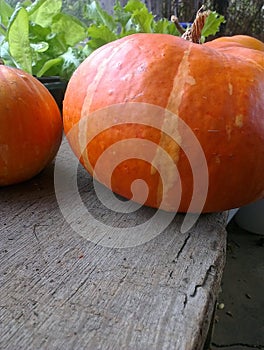 Pumpkin autumn harvest vegetables - two big red pumpkins