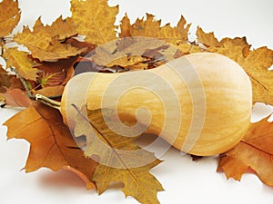 Pumpkin with autumn leaves