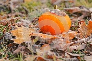 pumpkin in autumn leaves in hoarfrost on brown leaves background.First frosts.White frost on brown leaves. Autumn