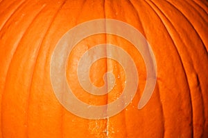 Pumpkin background