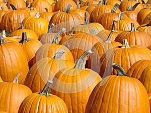 Pumpkin Background