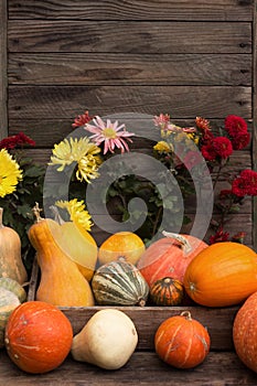 Pumpkin background. Many ripe pumpkins of different shapes, orange autumn vegetables. Harvest concept