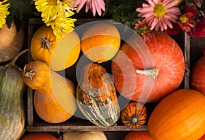 Pumpkin background. Many ripe pumpkins of different shapes, orange autumn vegetables. Harvest concept