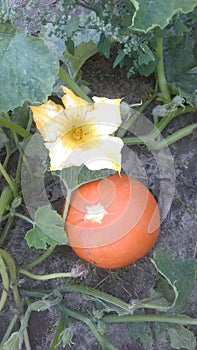 Pumpkin Batch Flowers Are Lovely