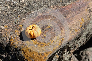 Pumpkin on a beautiful background.Pumpkin on stone.