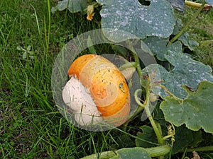 Pumpkin being born in the vegetable garden