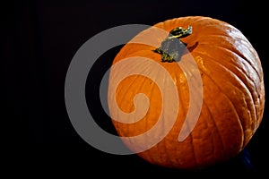 Pumpkin on Black Background