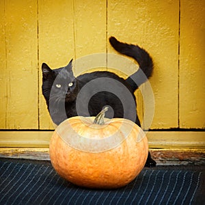 Pumpkin and black cat