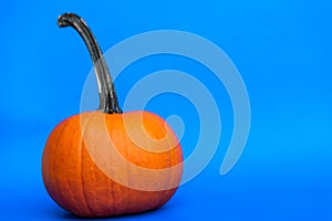 Pumpkin on a blue background