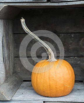 Pumpkin in a Box